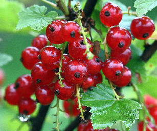 Distribution de petits fruitiers